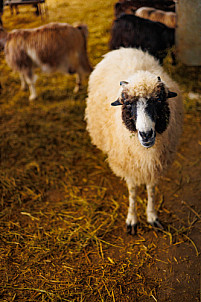 Granja Los Tumbitos - Barlovento - La Palma