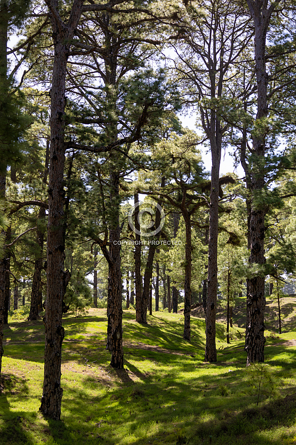 El Pinar - El Hierro