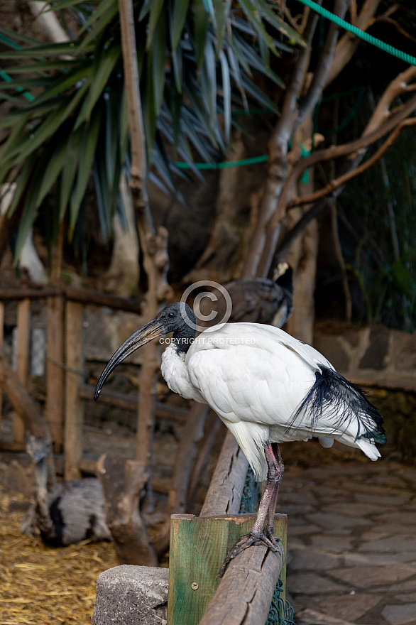 Maroparque - La Palma