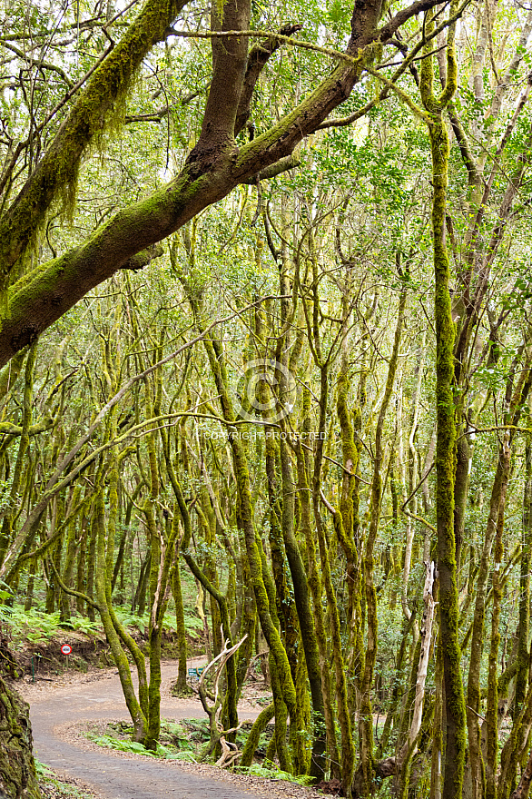 La Gomera: El Cedro