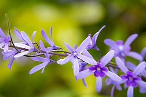 Tenerife: Jardín de Aclimatación de La Orotava