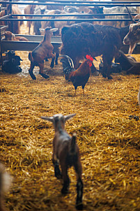 Granja Los Tumbitos - Barlovento - La Palma