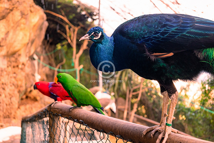 Maroparque - La Palma