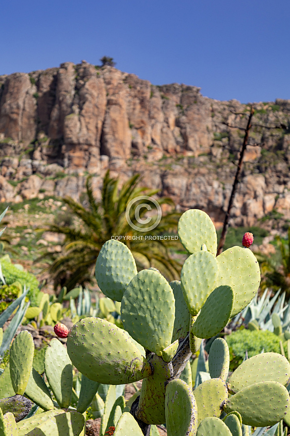 chipude - la gomera