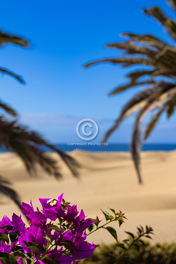 Dunas de Maspalomas: Senderos Y Miradores