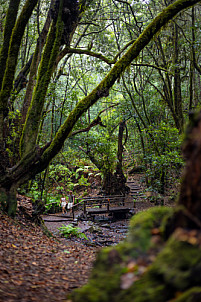 El Cedro - Garajonay