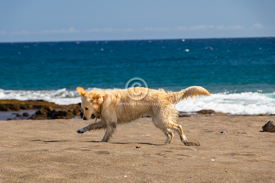 Playa del Horno - mascotas - Tenerife