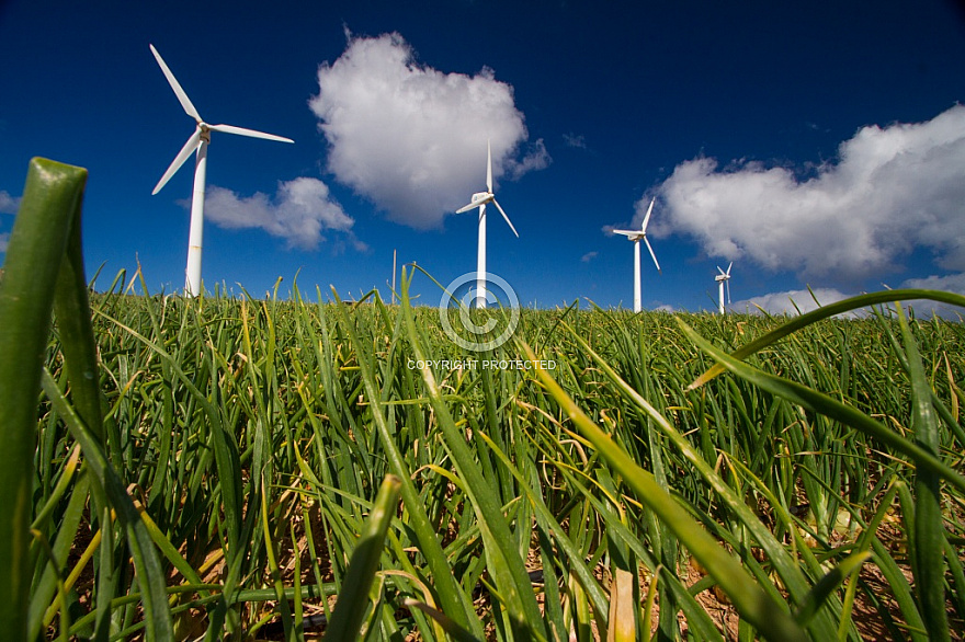 Windmills