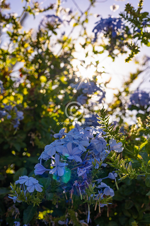 Santiago - La Gomera