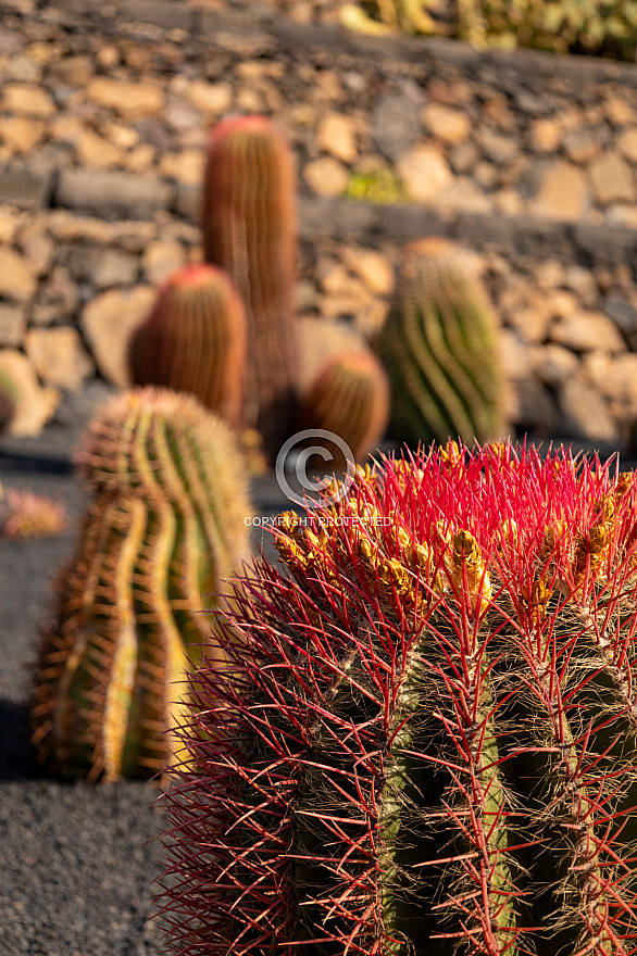 Jardín de Cactus - Lanzarote