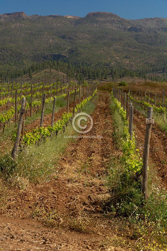 Bodega Alma de Trevejos - Tenerife