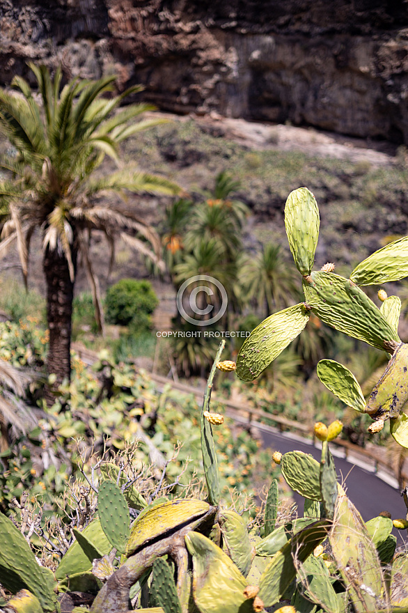 Barranco de Santiago - La Gomera