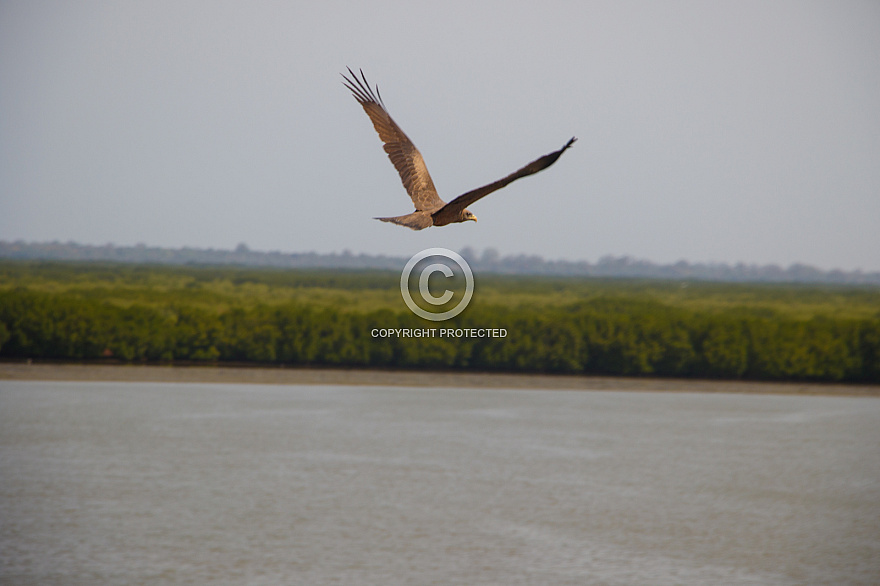 Senegal