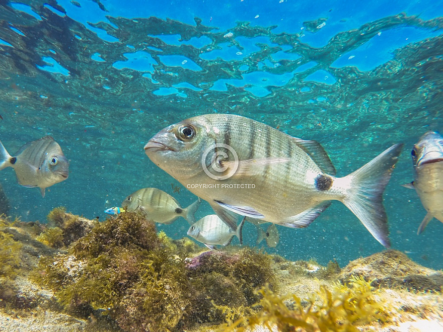 Las Canteras Fish