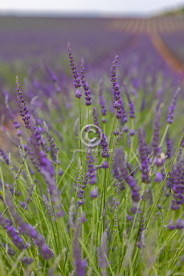 Valensole - France