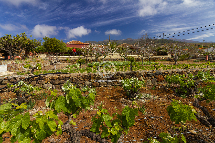 Bodega Lagar de Chasna Tenerife