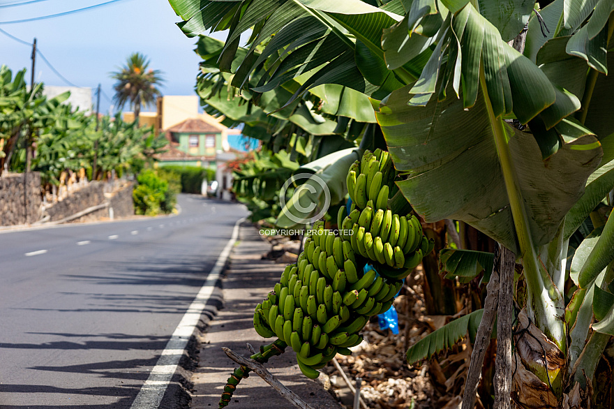 On the road - La Palma