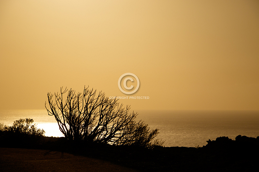 Orchilla - El Hierro