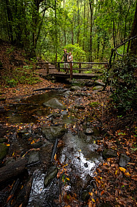 El Cedro - Garajonay