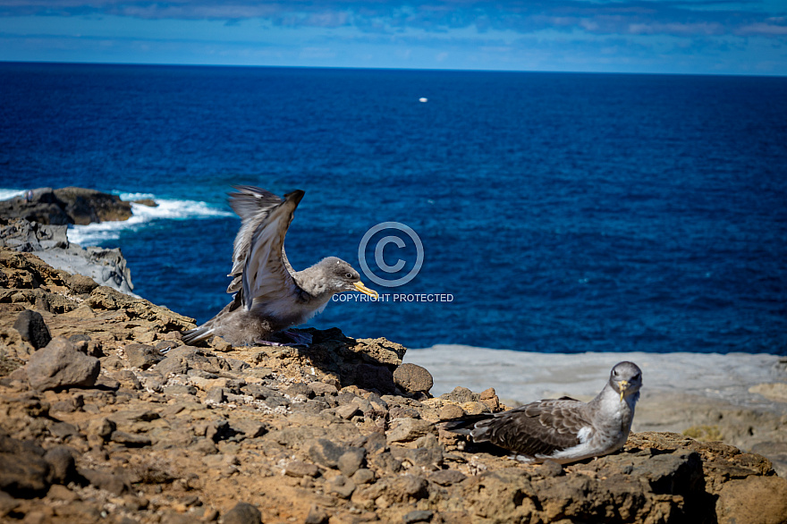 Pardelas - Shearwaters