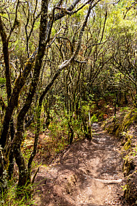 Barranco del Cedro - La Gomera