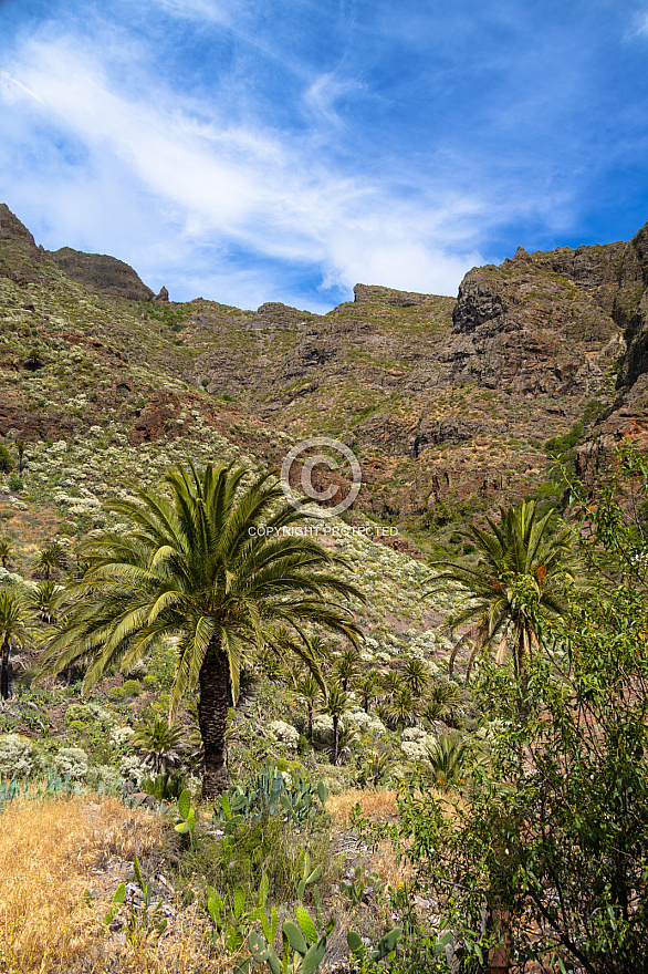 Tenerife: Masca