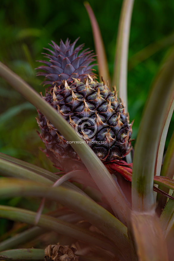 Piña - Pineapple - Ananas - El Hierro