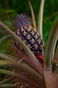 Piña - Pineapple - Ananas - El Hierro