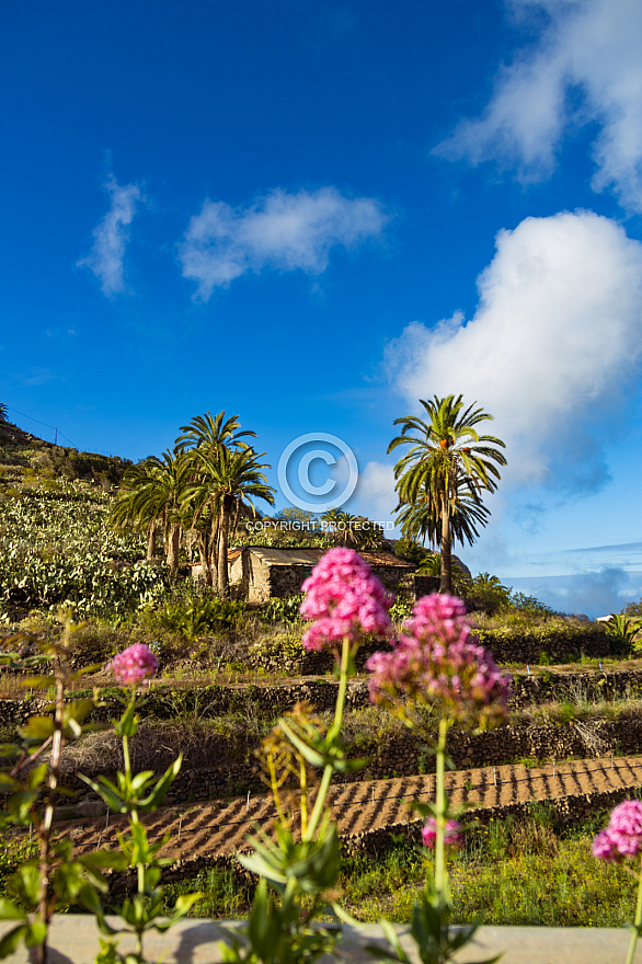 La Gomera: Las Rosas