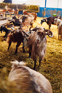 Granja Los Tumbitos - Barlovento - La Palma