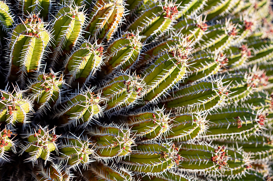 Jardín de Cactus - Lanzarote