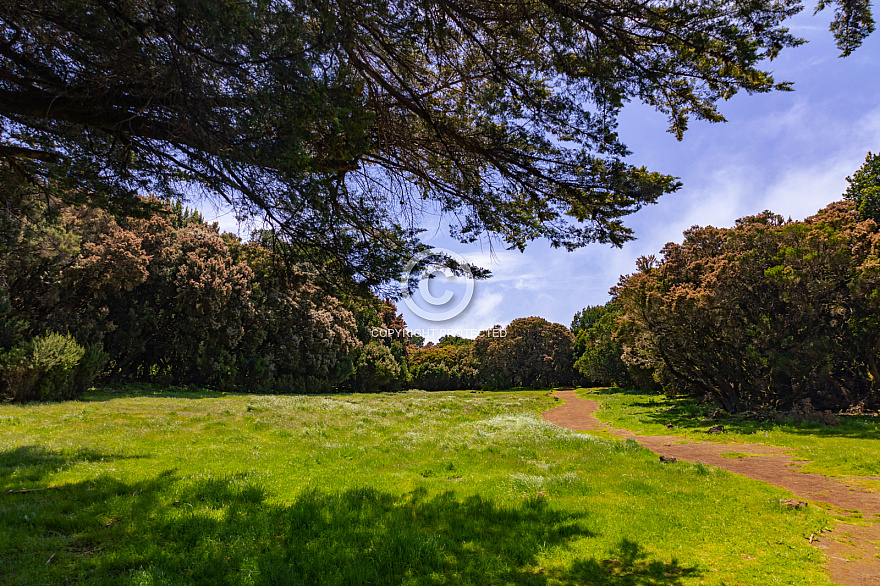 El Bosque - El Hierro