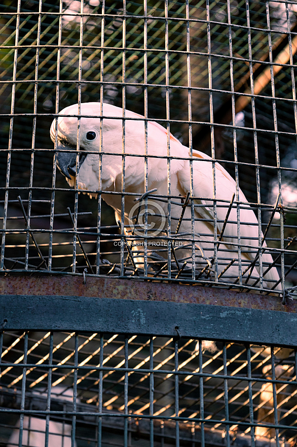 Maroparque - La Palma