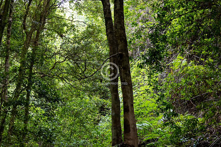 La Palma forest