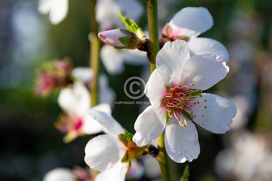 Blossom - La Palma