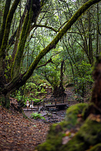 El Cedro - Garajonay