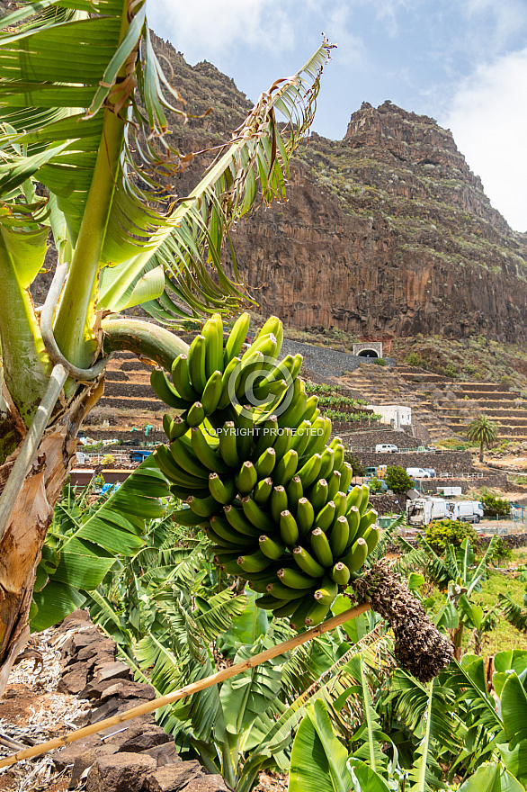 Agulo - La Gomera