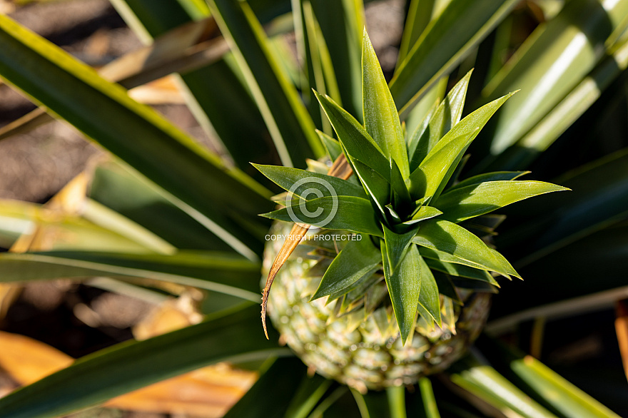 Piñas Tropicales - El Hierro