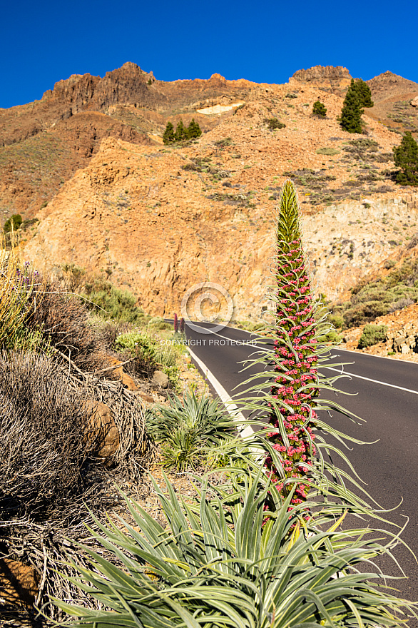 Tenerife: Las Cañadas, Tajinates