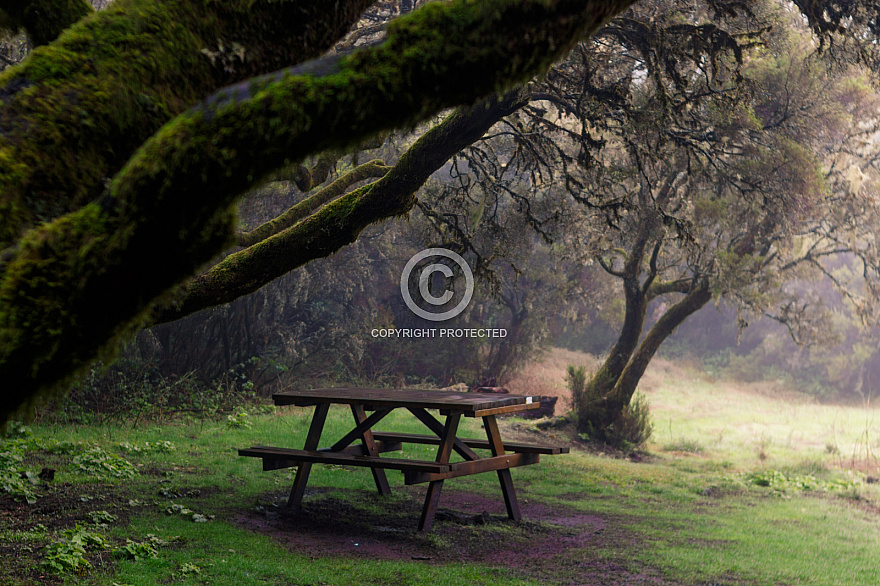 Bosque cerca La Llania - El Hierro