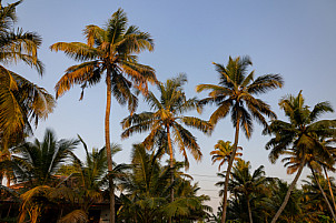 Alleppey - India