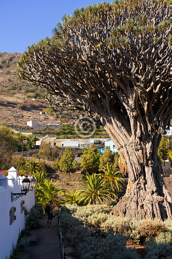 Icod de los Vinos: Tenerife