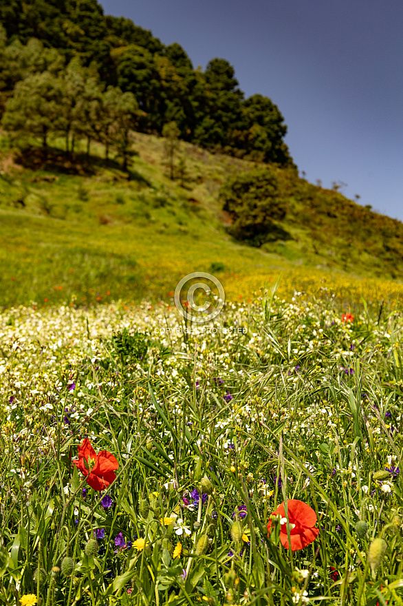 Meseta Nisdafe en primavera - El Hierro