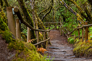 Barranco del Cedro - La Gomera