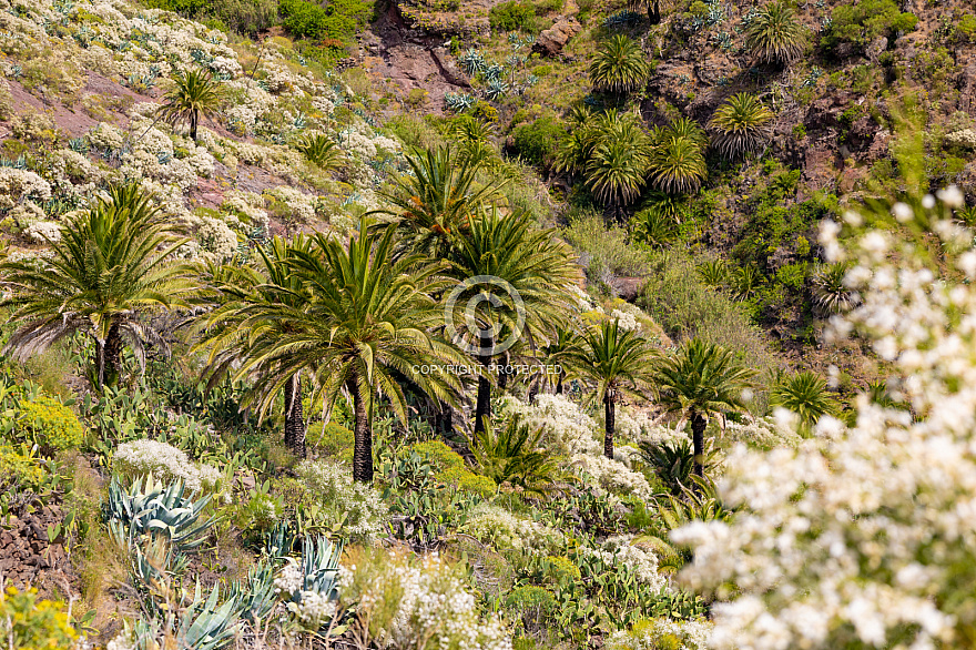 Masca - Tenerife